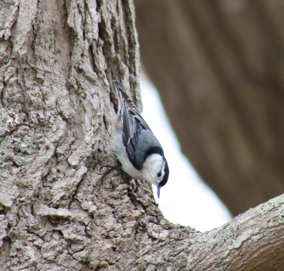 White-breasted Nuthatch - ML566188751