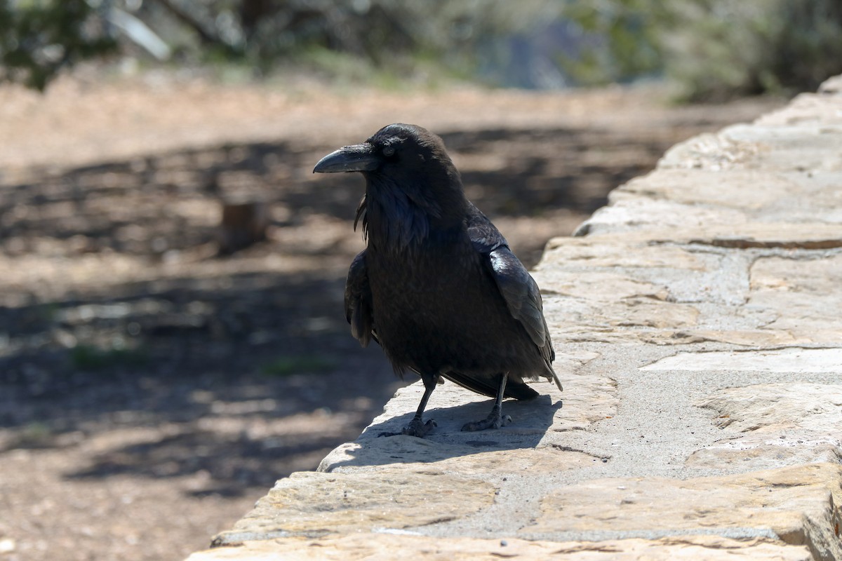 Common Raven - ML566188761