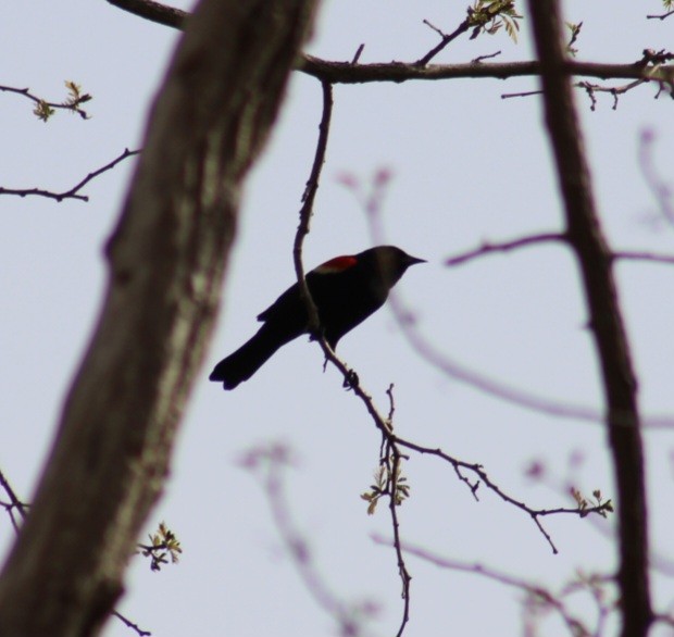 Red-winged Blackbird - ML566188911