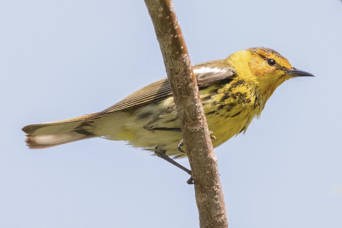 Cape May Warbler - ML566189421