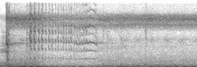 Челноклювый бентеви [группа mexicanus] - ML56619