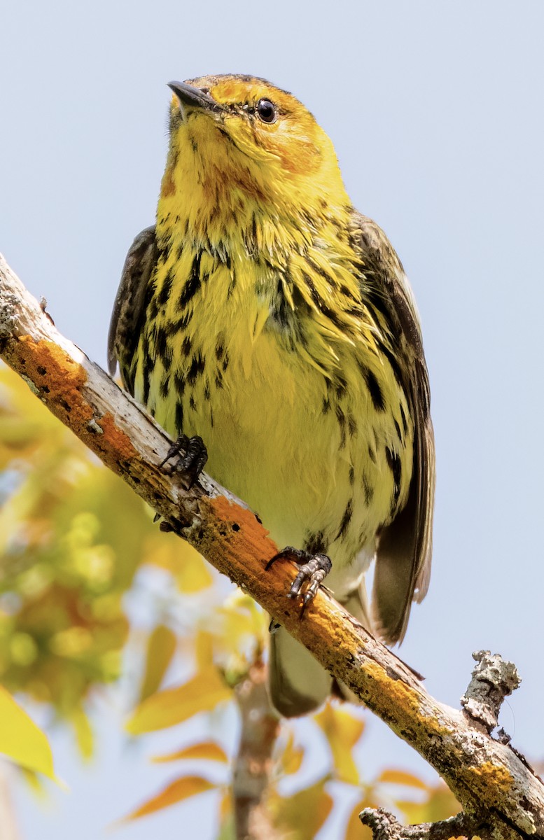 Cape May Warbler - ML566191291