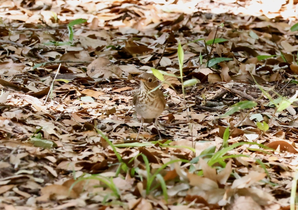 eBird Checklist 2 May 2023 Canopy Shores Park 15 species