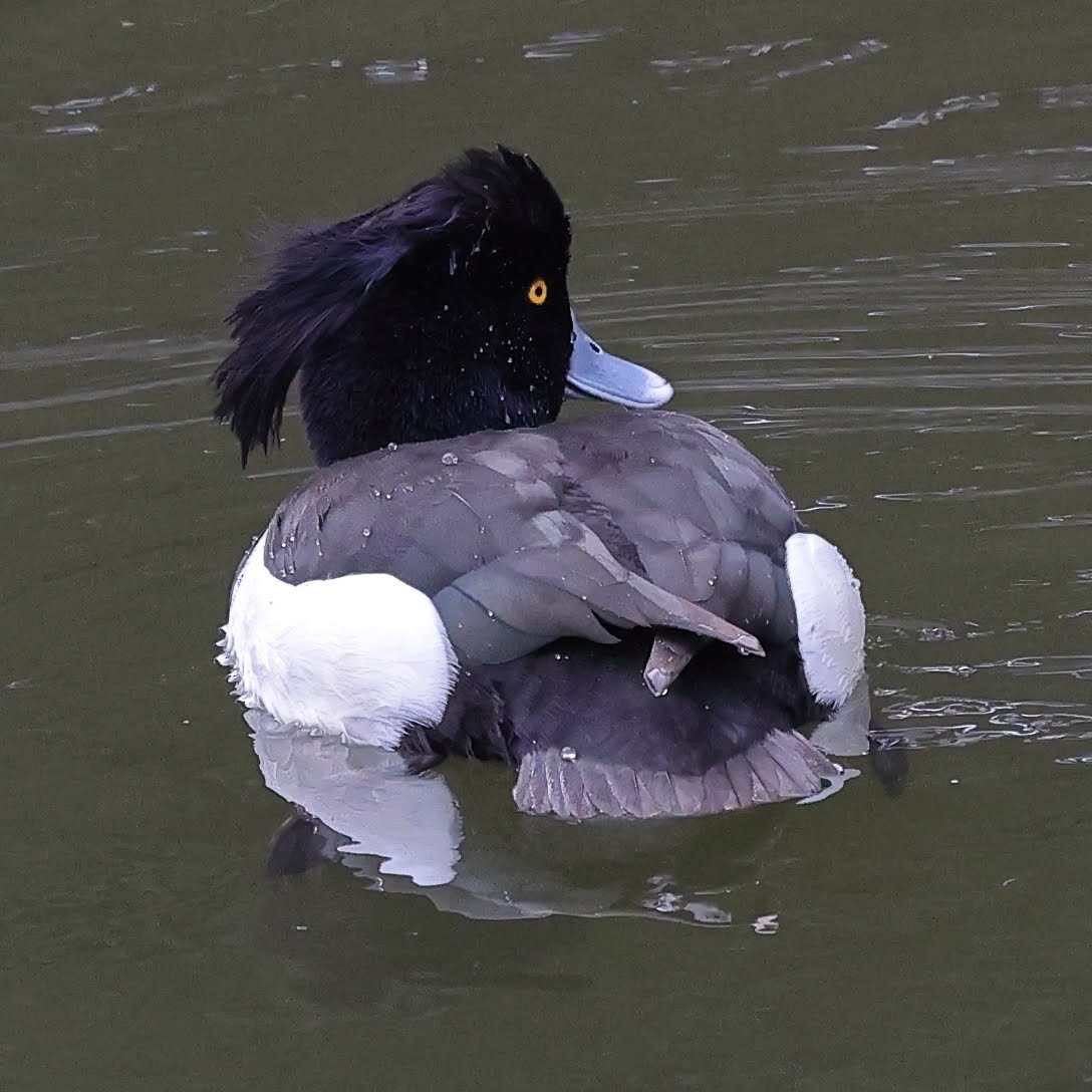 Tufted Duck - ML566192581