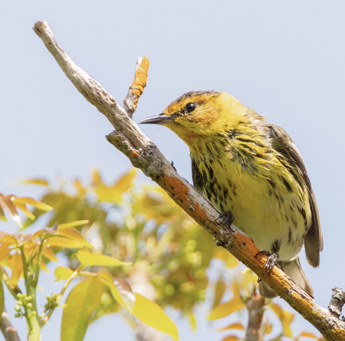 Cape May Warbler - ML566192921