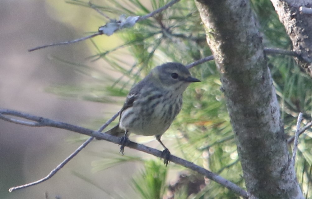Cape May Warbler - ML566193671