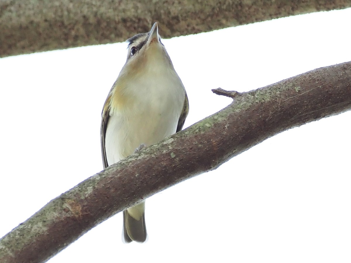 Kızıl Gözlü Vireo - ML566194561