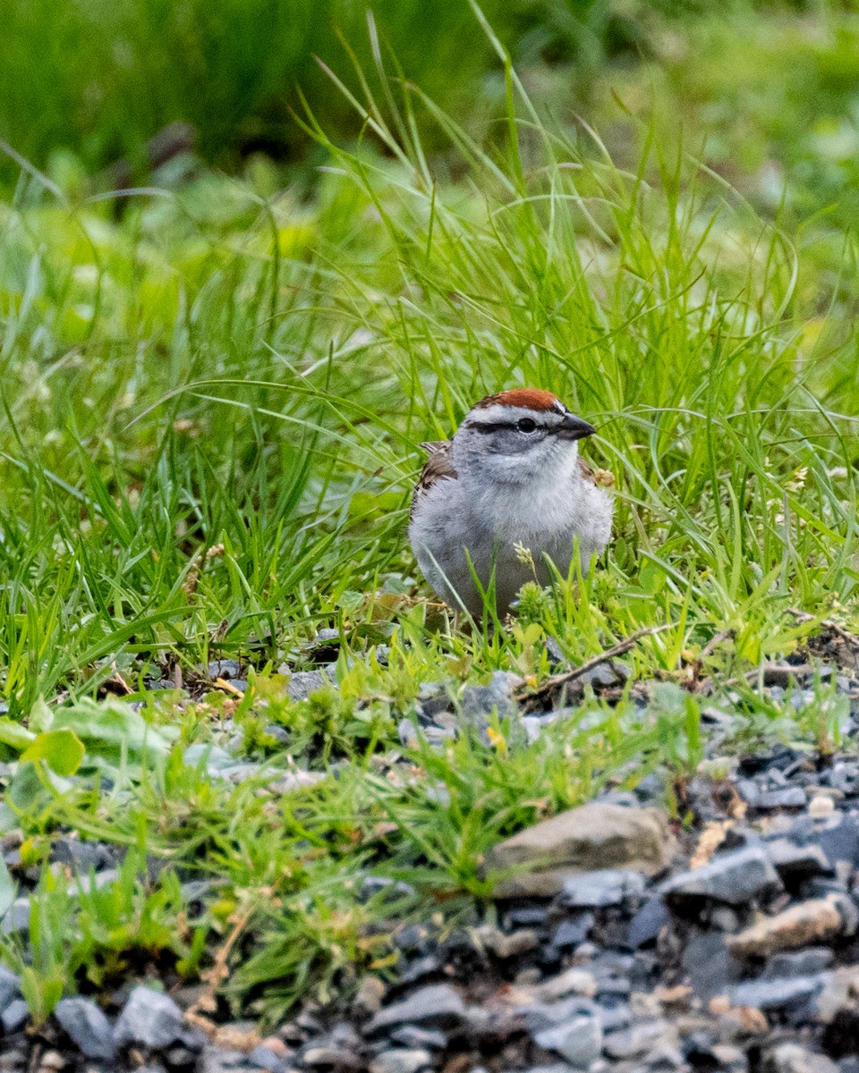 Chipping Sparrow - ML566195001