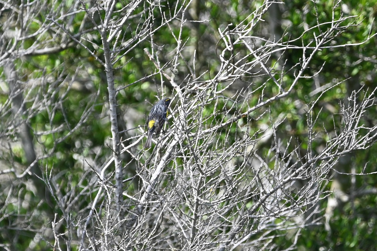 Yellow-rumped Warbler - ML566202431