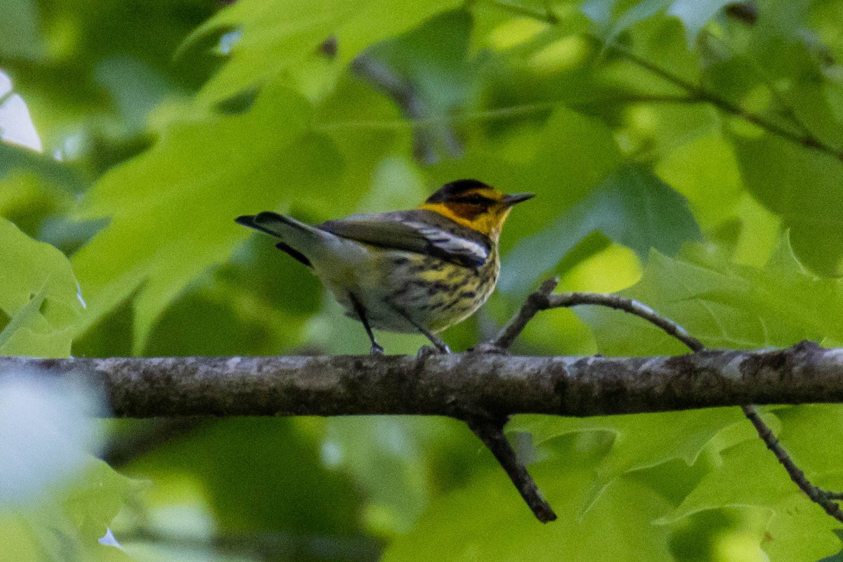 Cape May Warbler - ML566204621