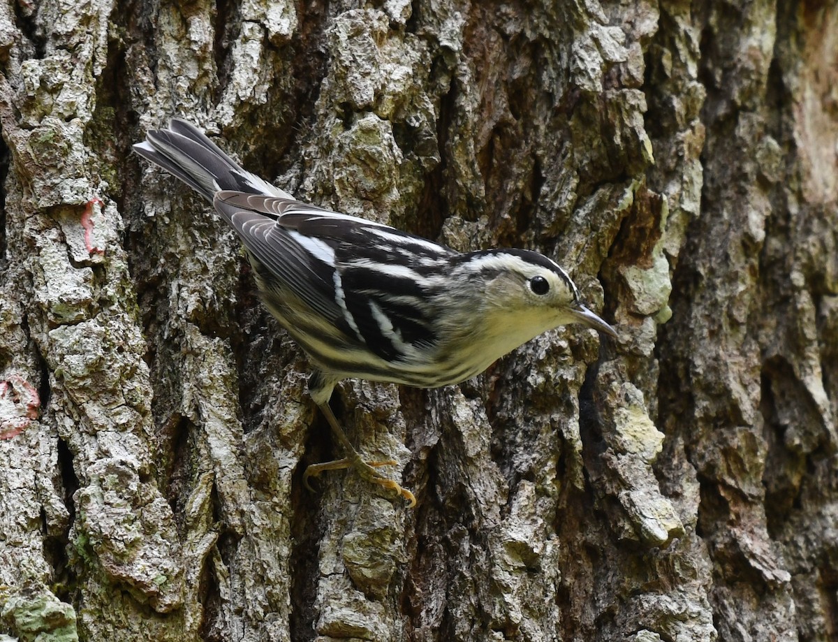 Black-and-white Warbler - ML566205941