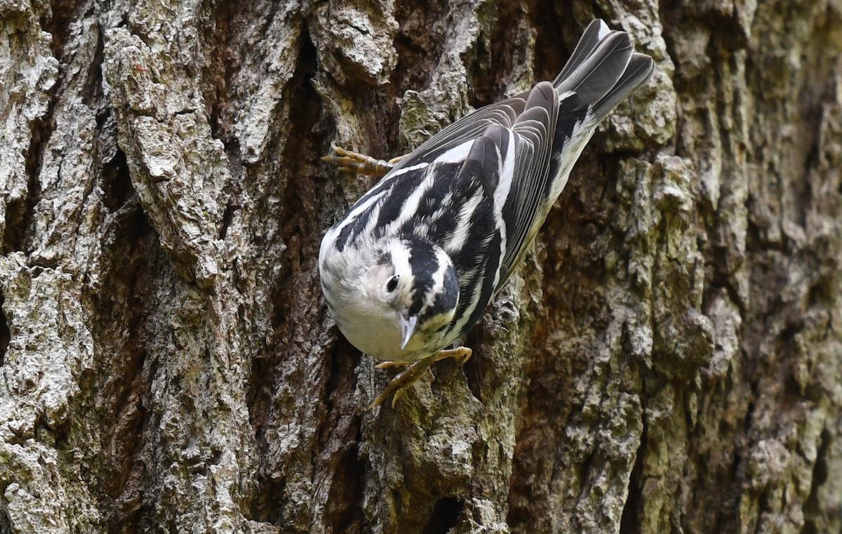 Black-and-white Warbler - ML566205961