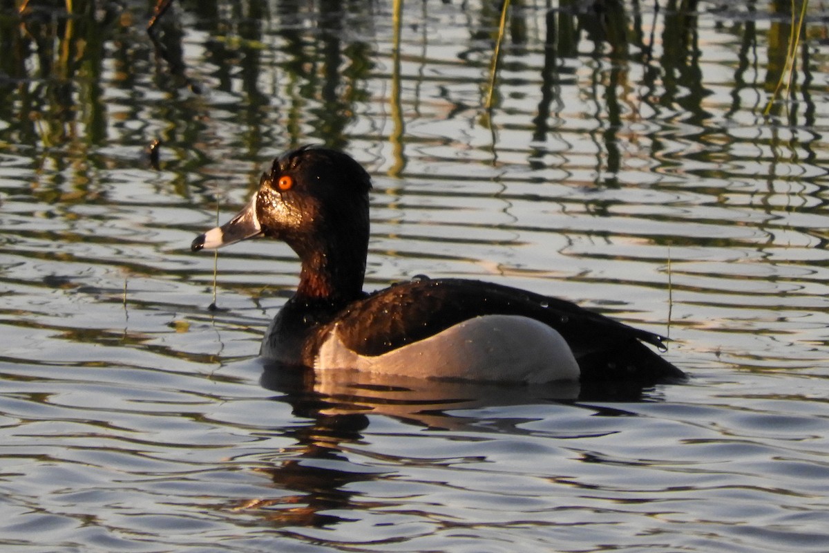 Ring-necked Duck - ML56621491