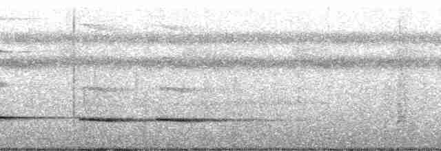 Graubrust-Ameisendrossel - ML56622