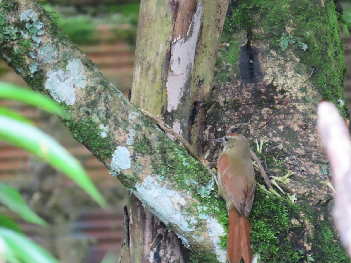 Ash-browed Spinetail - ML566223131