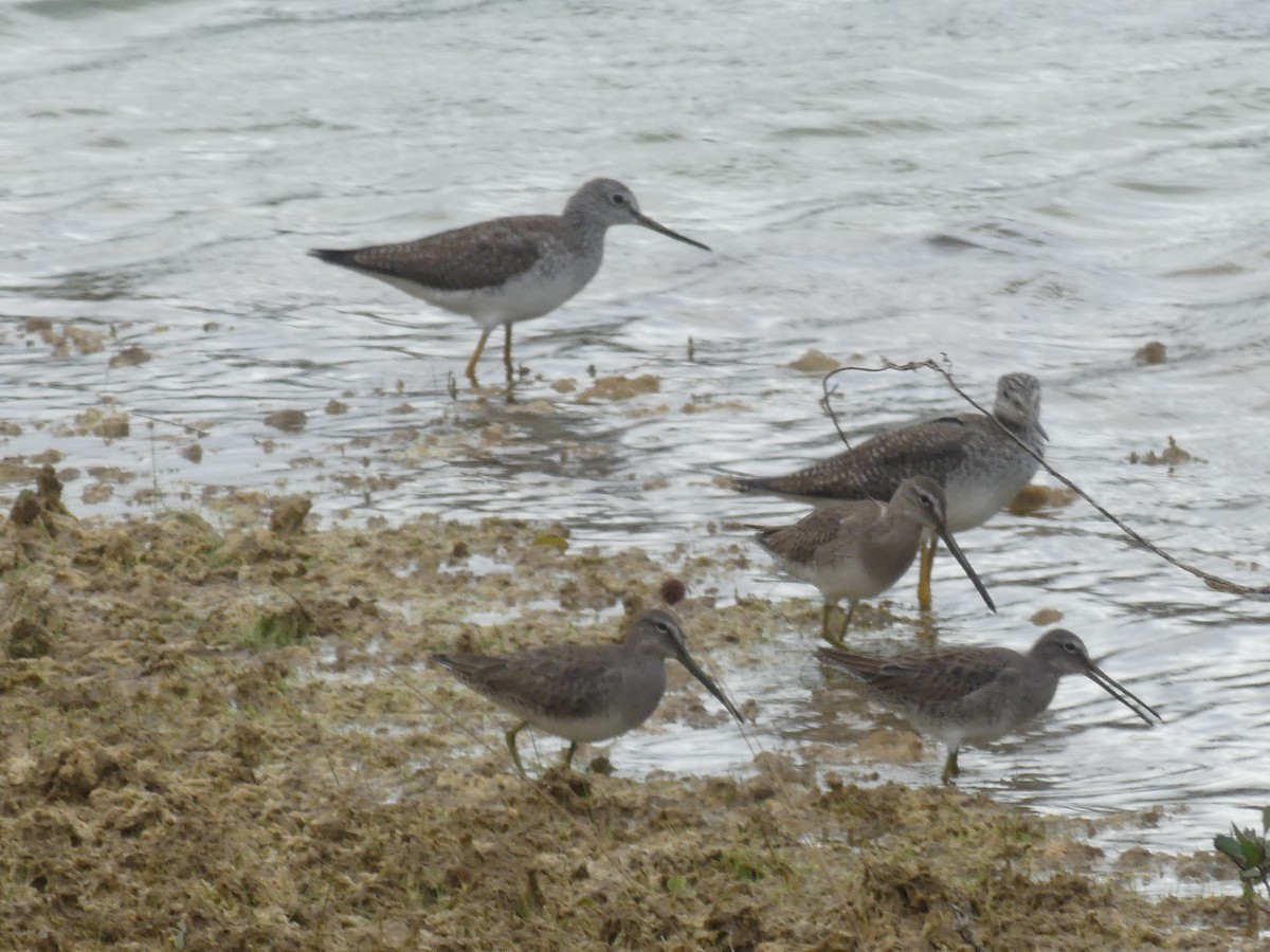 Long-billed Dowitcher - ML566224951