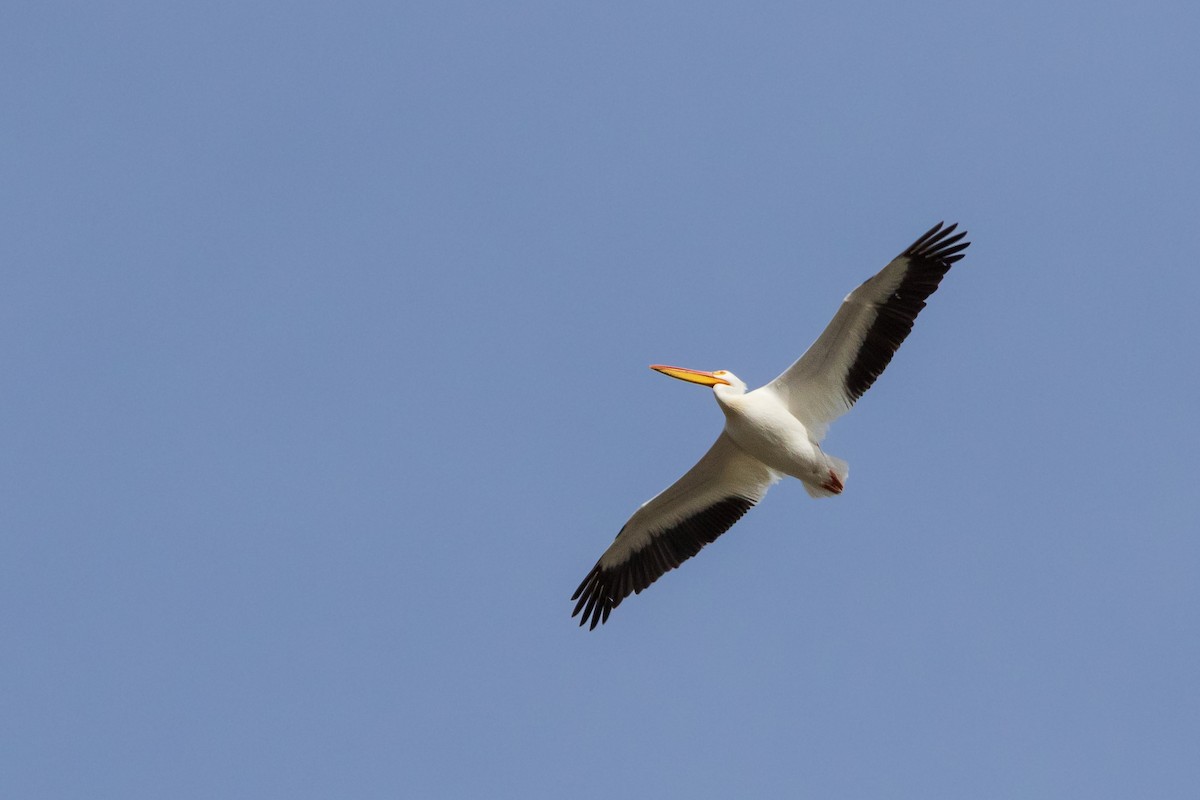 American White Pelican - ML566225701