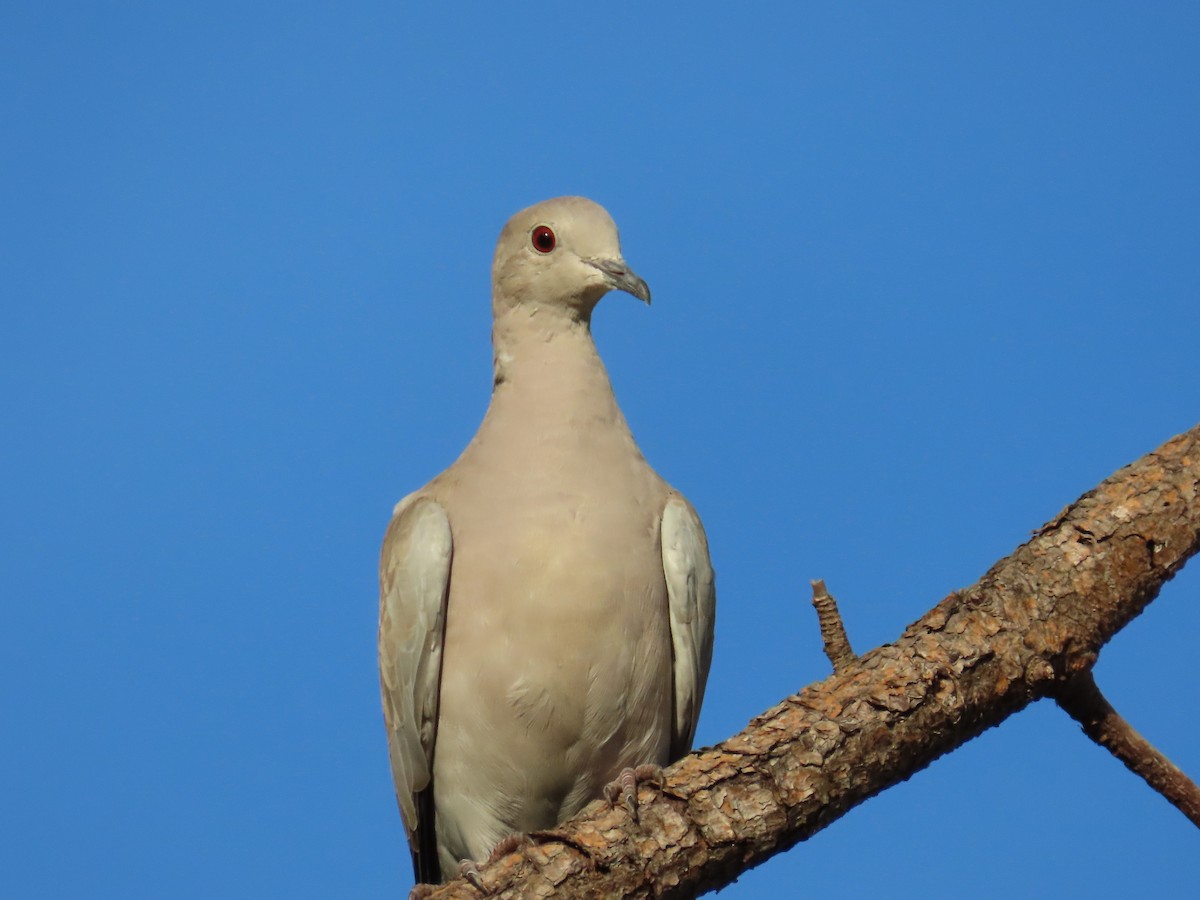 Eurasian Collared-Dove - ML566226511