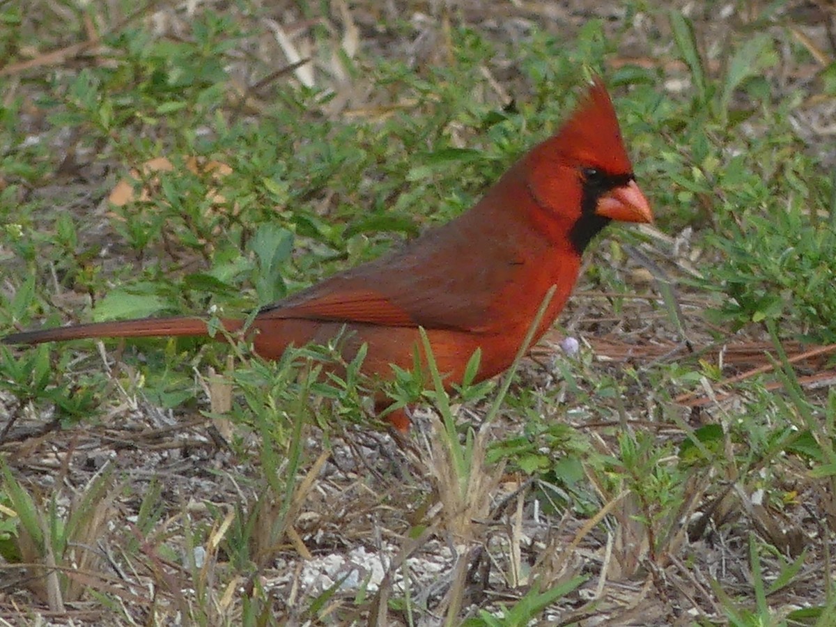 Cardinal rouge - ML566227311
