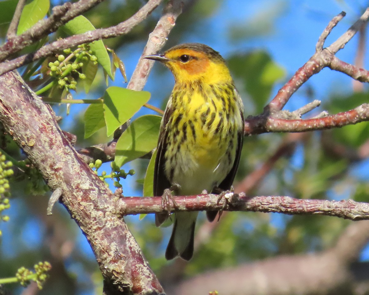 Cape May Warbler - ML566230021