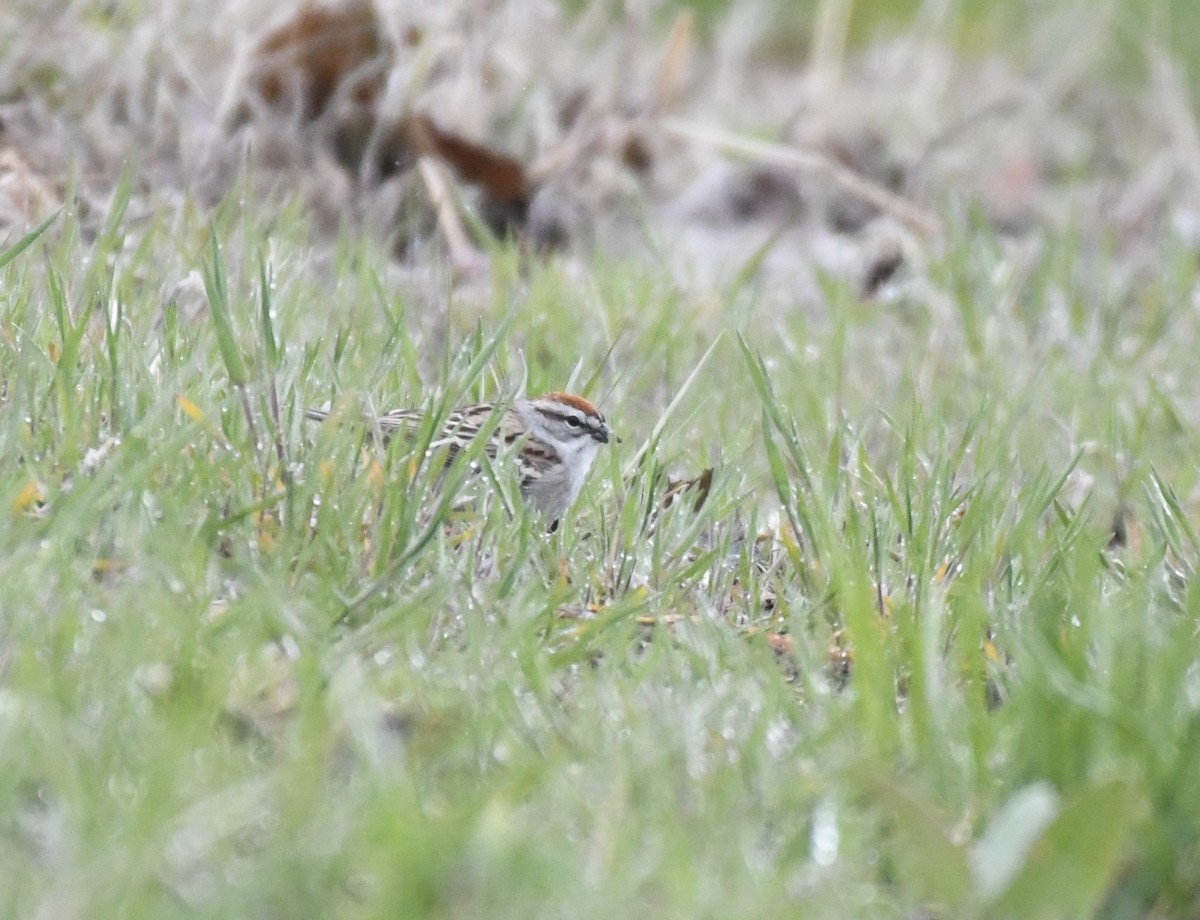 Chipping Sparrow - ML566234081