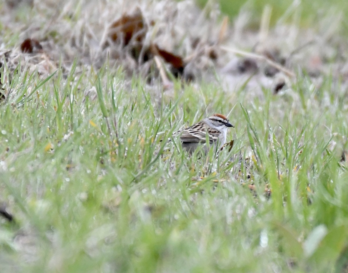 Chipping Sparrow - ML566234101