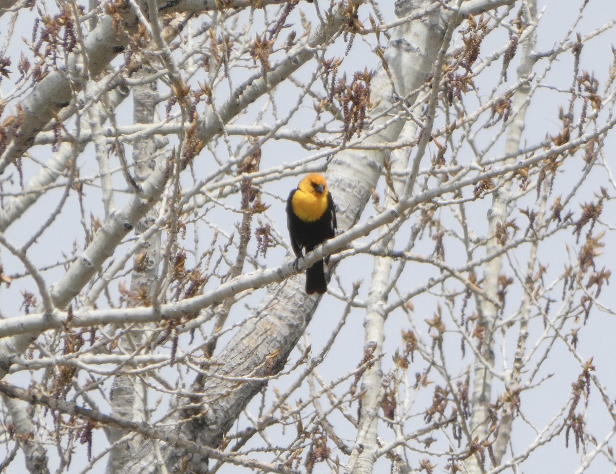 Yellow-headed Blackbird - ML566234261