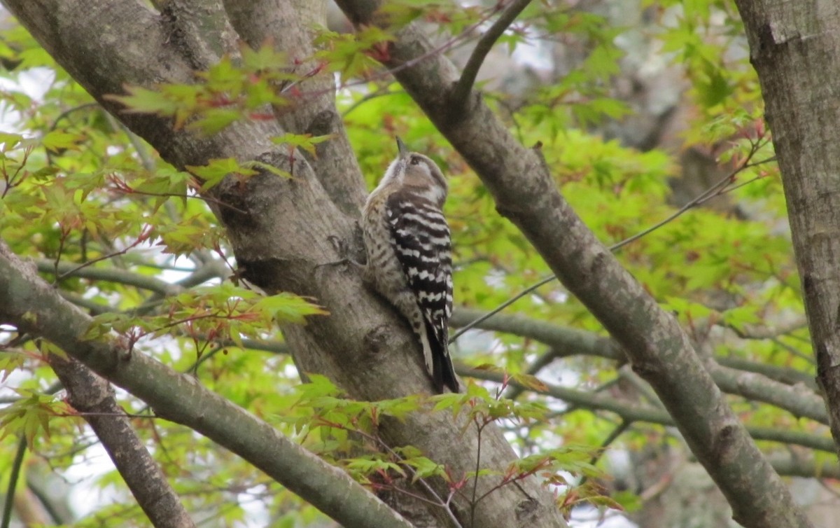 Japanese Pygmy Woodpecker - ML56623701