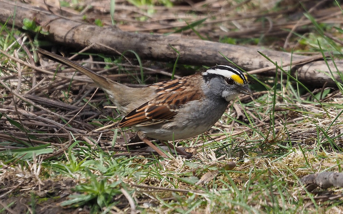 White-throated Sparrow - ML566240831