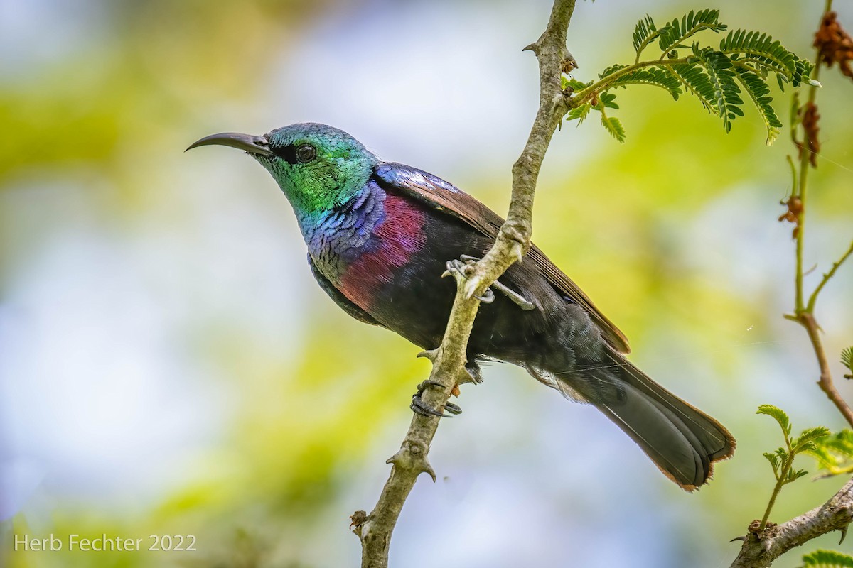 Purple-banded Sunbird - Herbert Fechter
