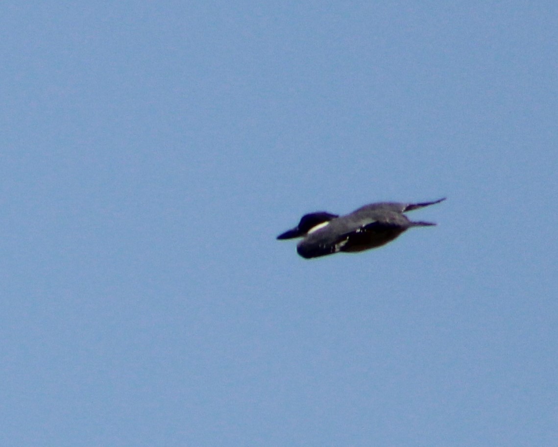 Belted Kingfisher - ML566242101