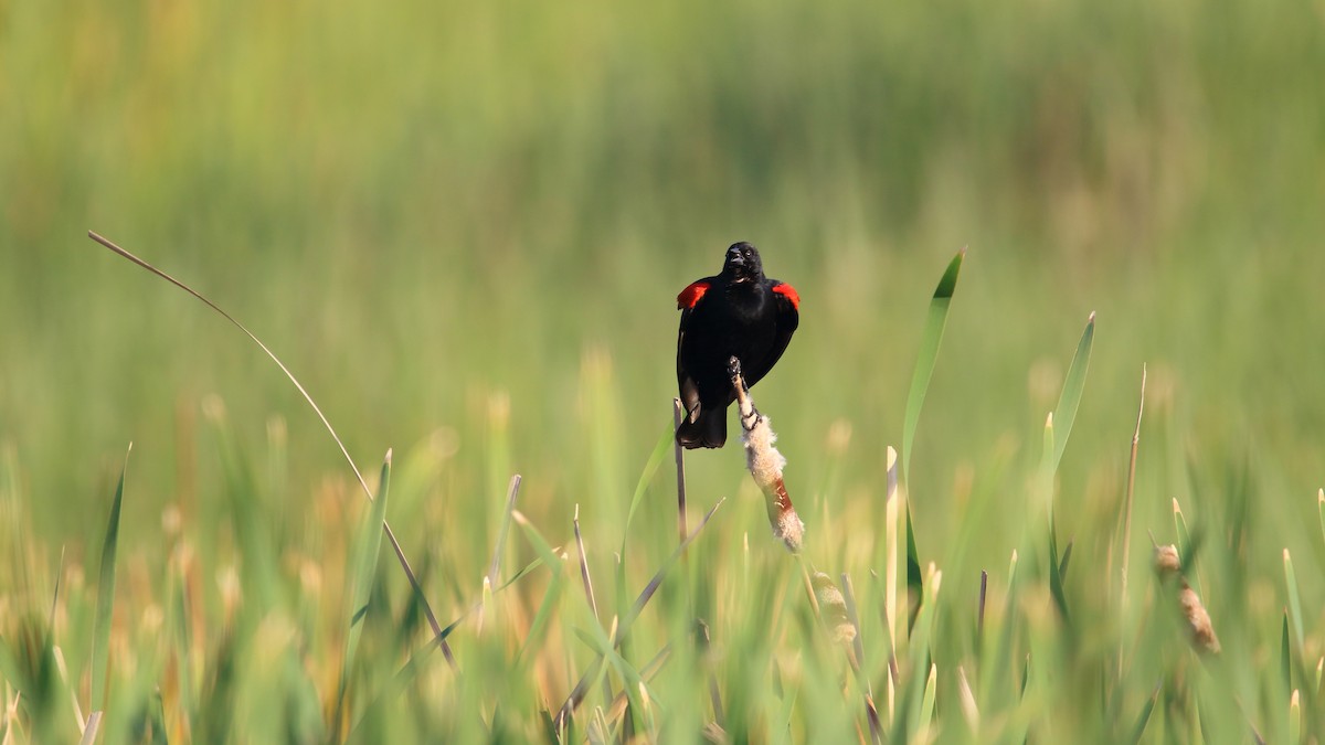 Red-winged Blackbird (Mexican Bicolored) - ML566242931
