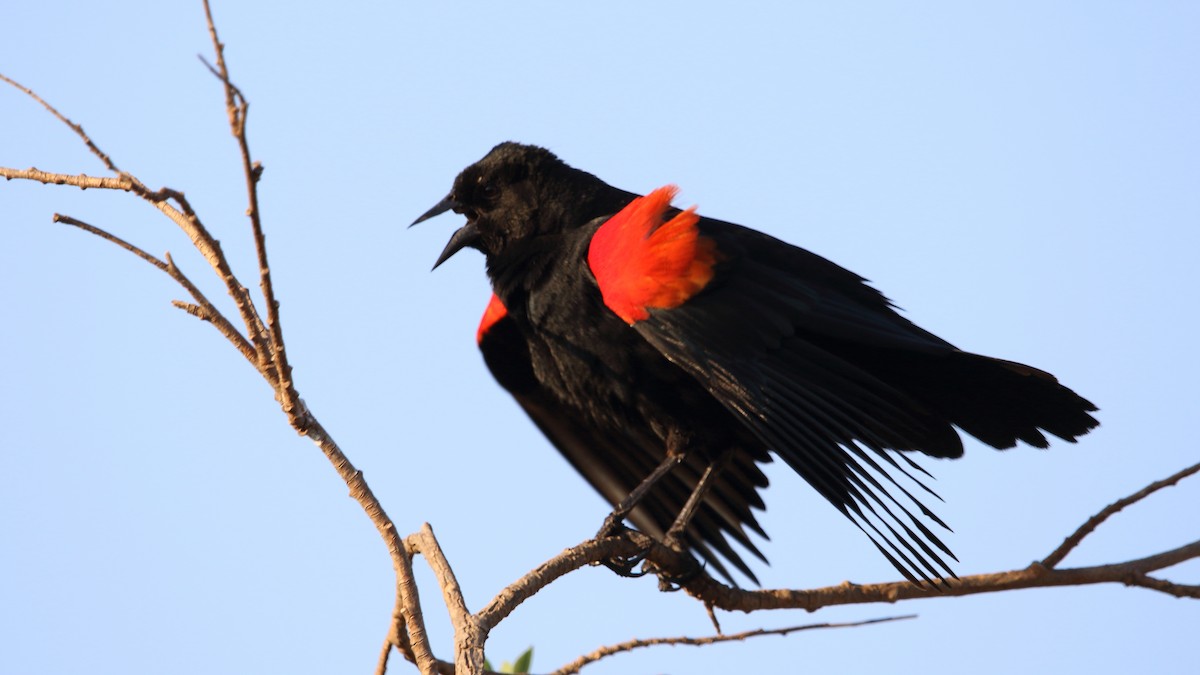 Red-winged Blackbird (Mexican Bicolored) - ML566242941