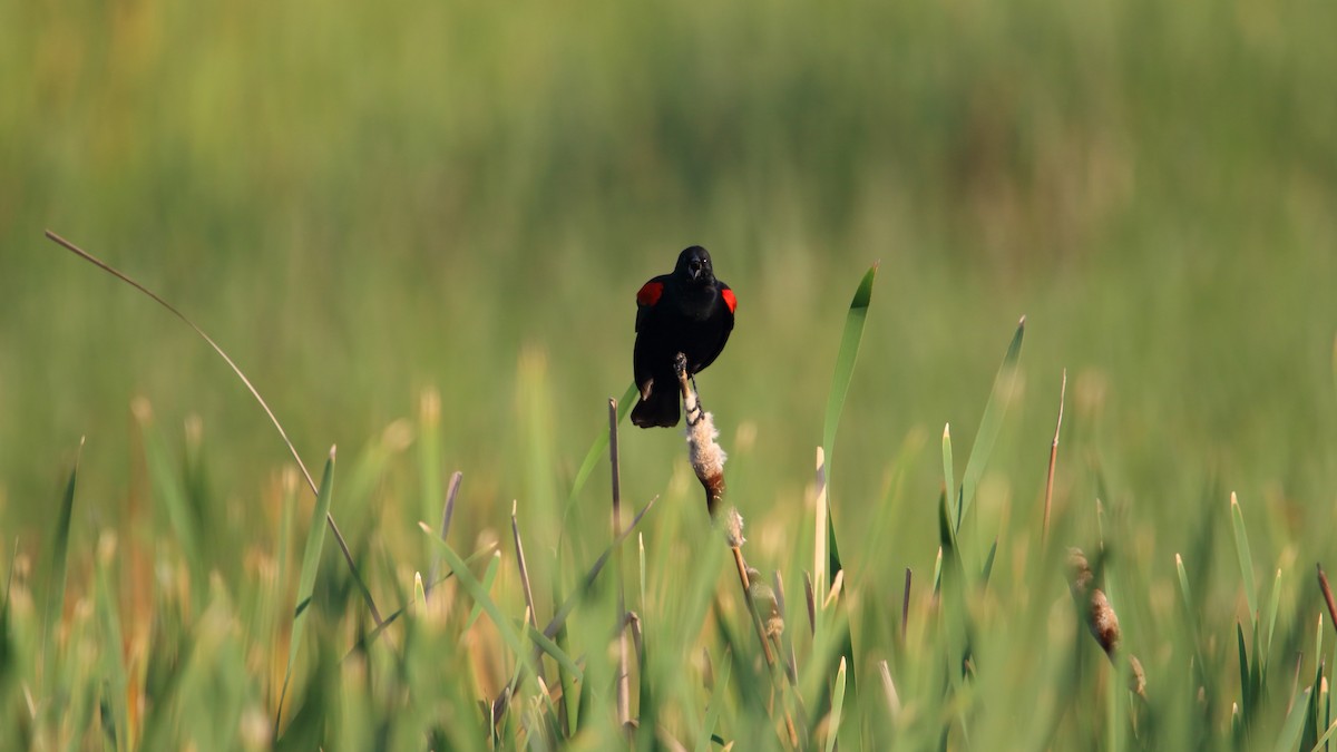 Red-winged Blackbird (Mexican Bicolored) - ML566242951