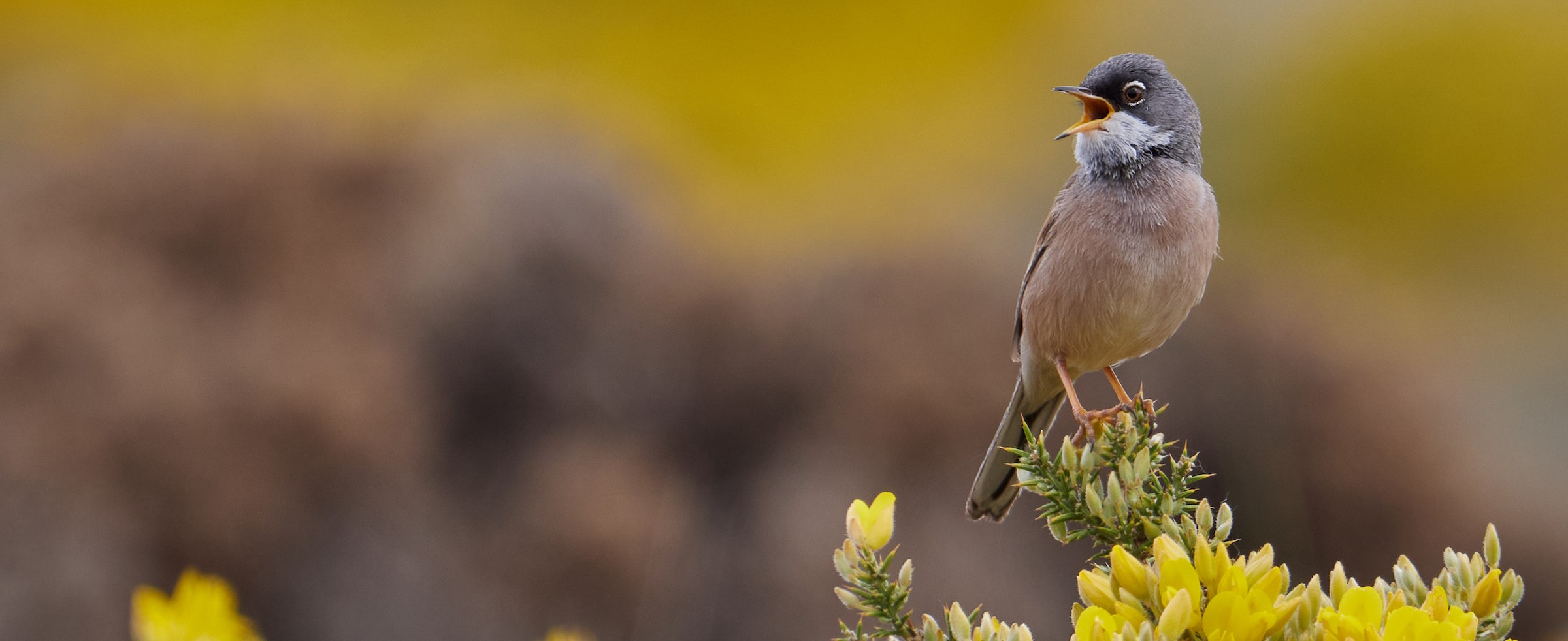Spectacled Warbler