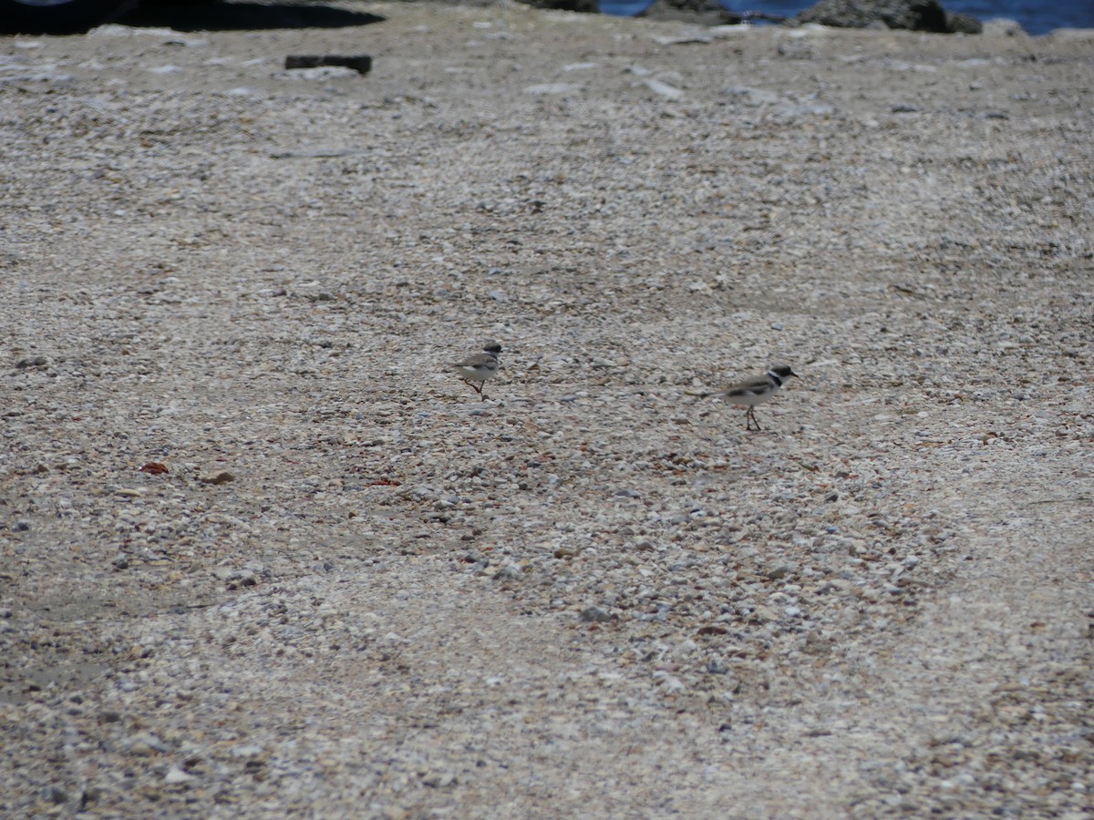 Semipalmated Plover - ML56624641
