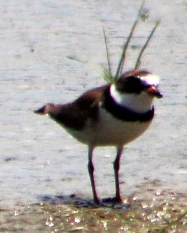 Semipalmated Plover - ML566246471
