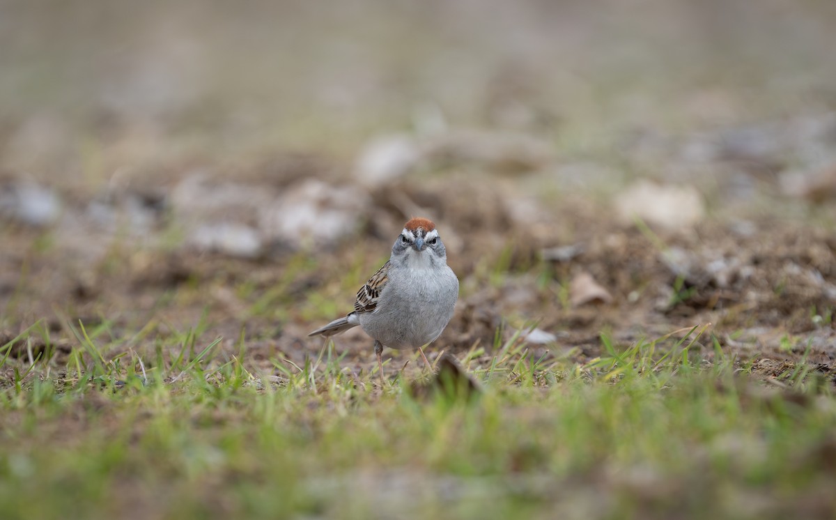 Chipping Sparrow - ML566248871