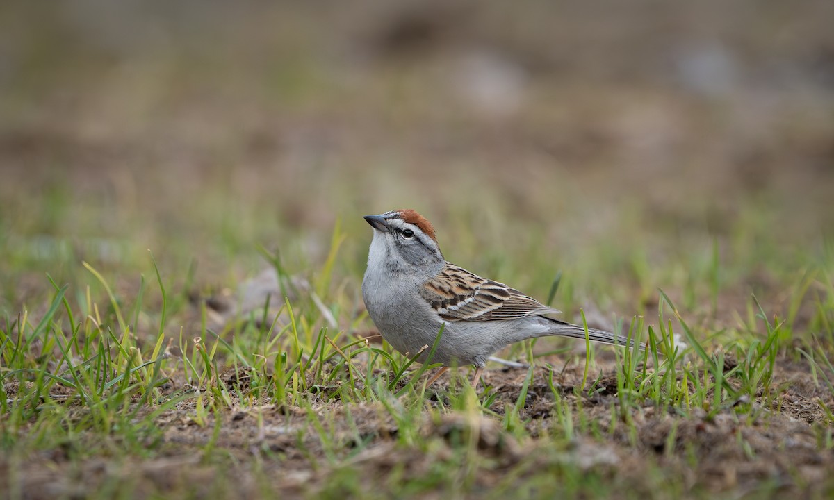 Chipping Sparrow - ML566248881