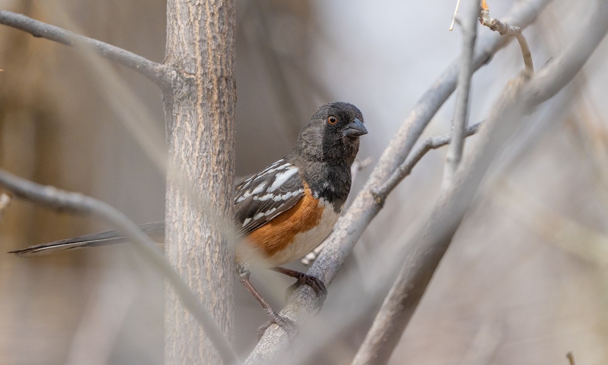 Spotted Towhee - ML566249061