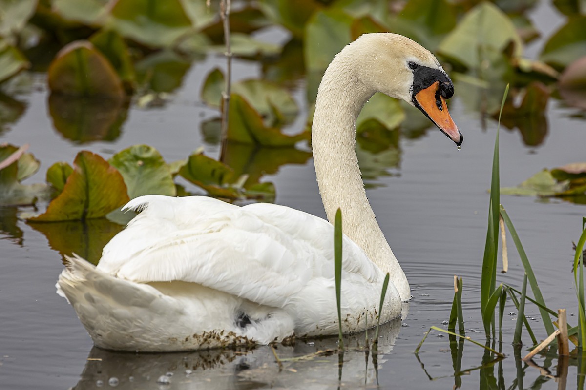New York Breeding Bird Atlas Checklist - 2 May 2023 - Rockland Lake SP