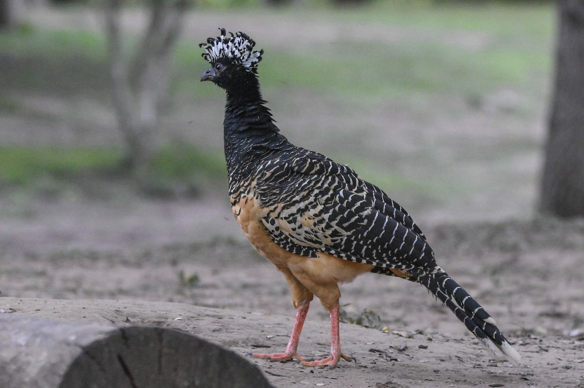 Bare-faced Curassow - ML566253571