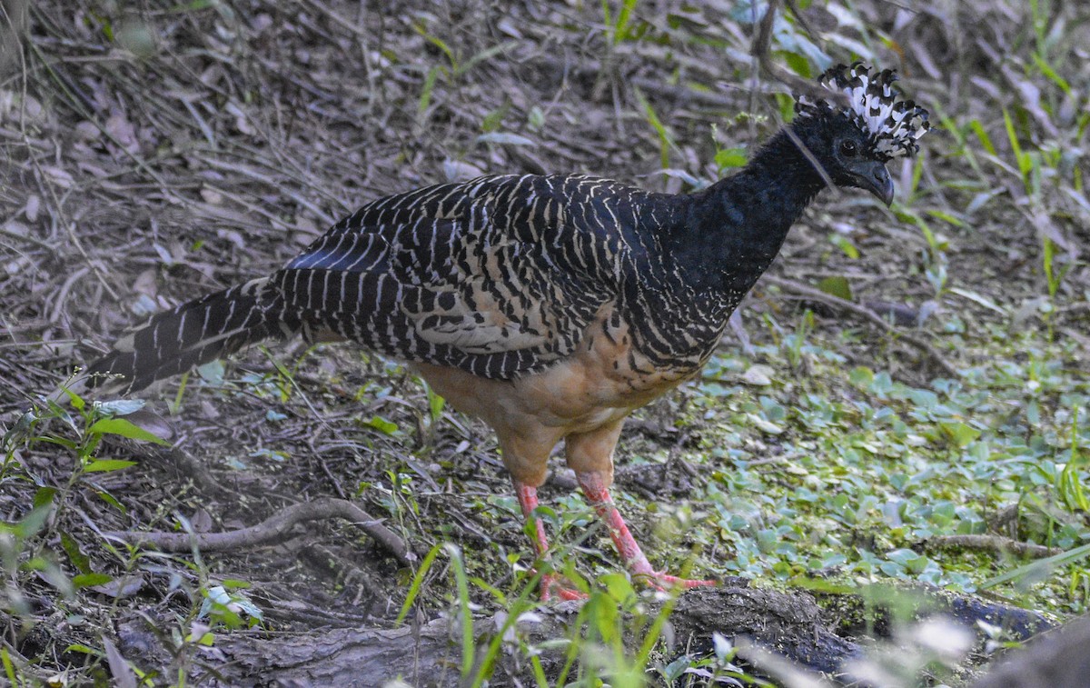 Bare-faced Curassow - ML566253601