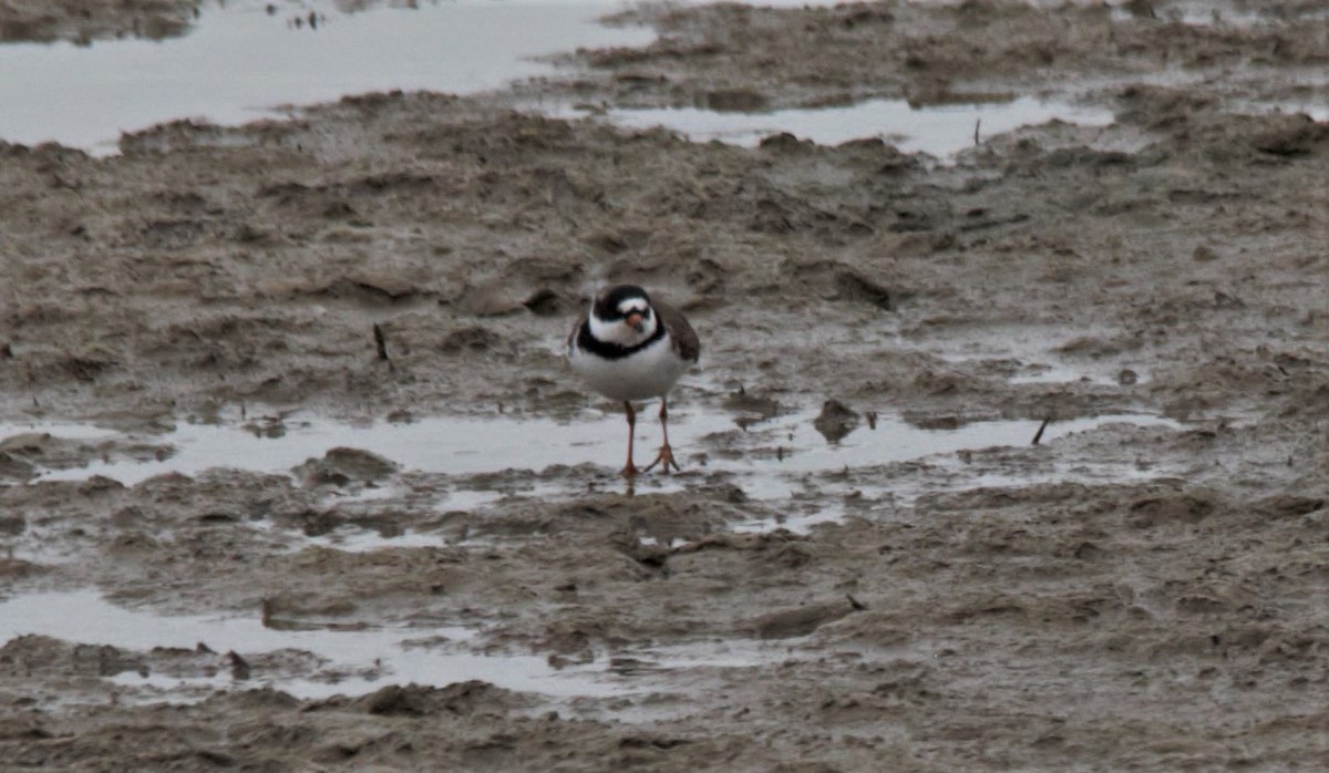 Semipalmated Plover - ML566257811
