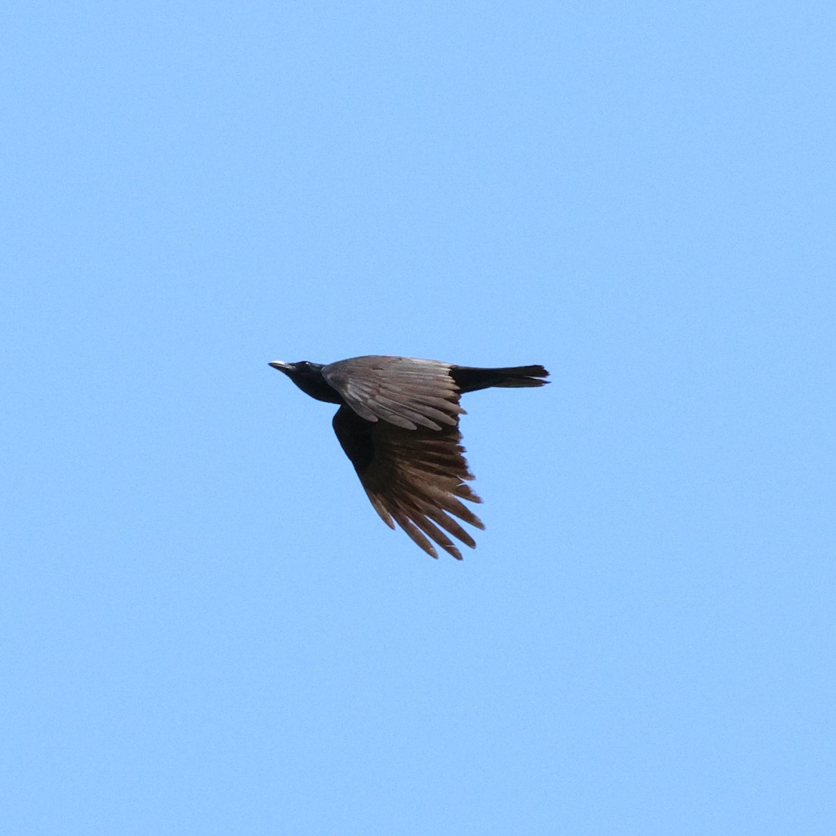 American Crow - ML566259591
