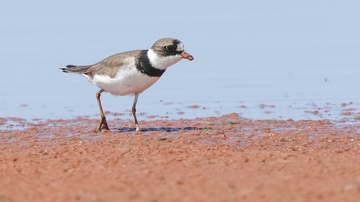 Semipalmated Plover - ML566260551