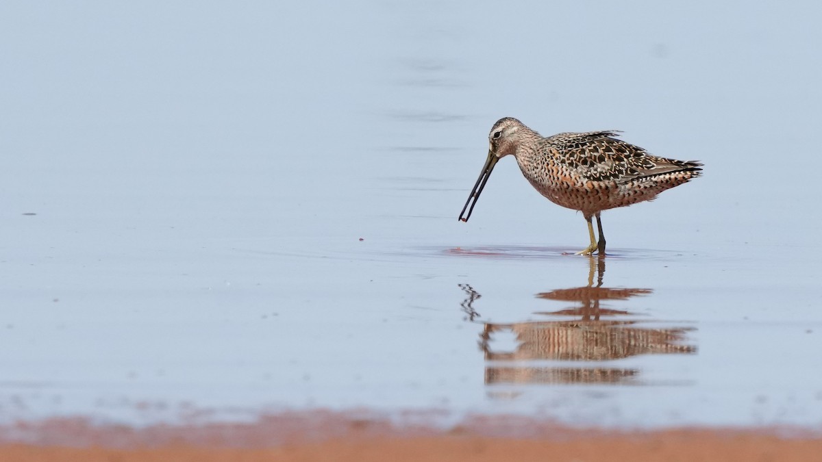 Long-billed Dowitcher - ML566260941