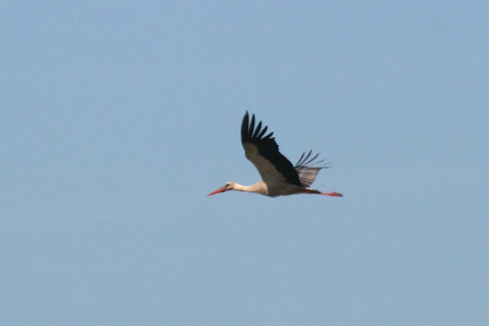 White Stork - Gonçalo Elias