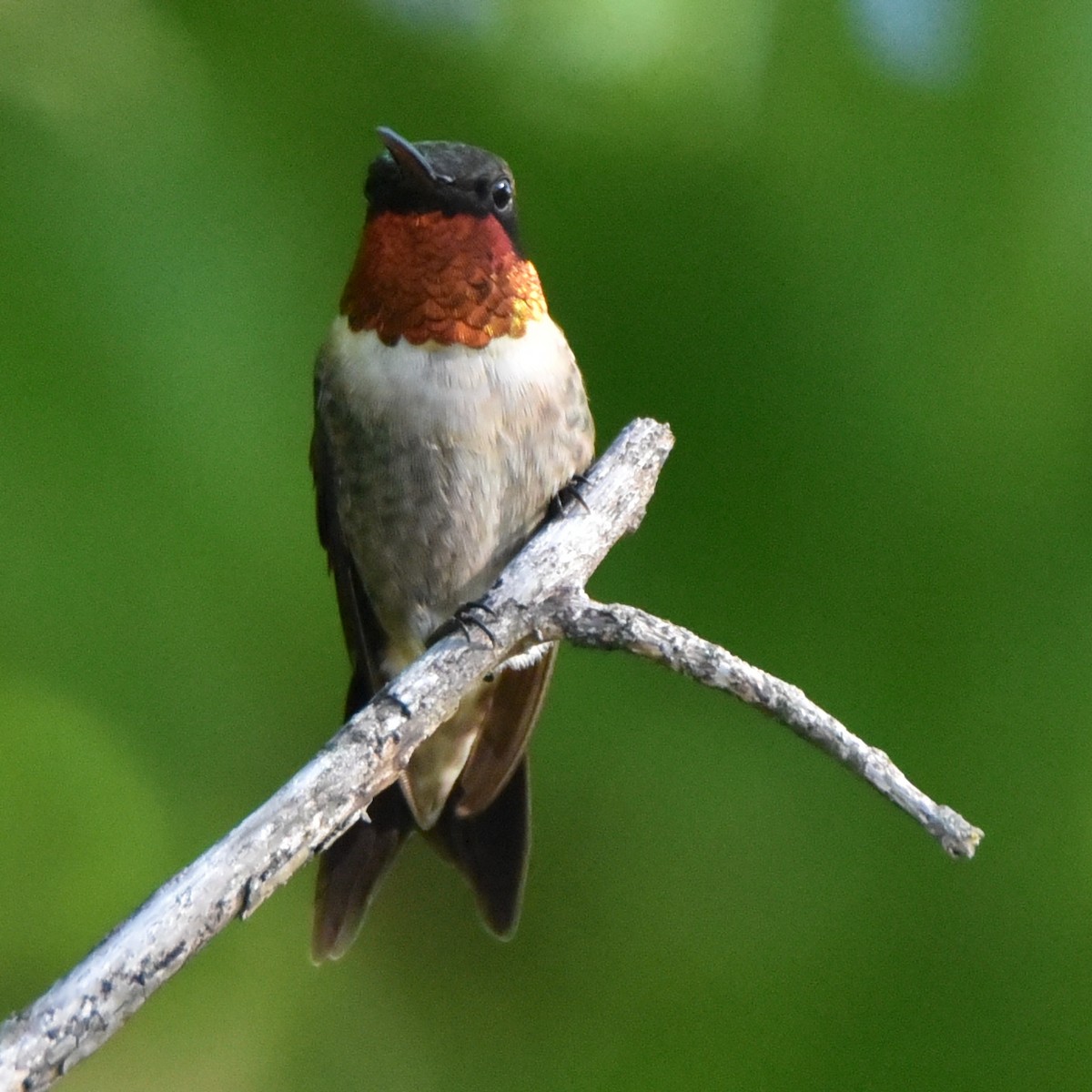 Ruby-throated Hummingbird - ML566269641