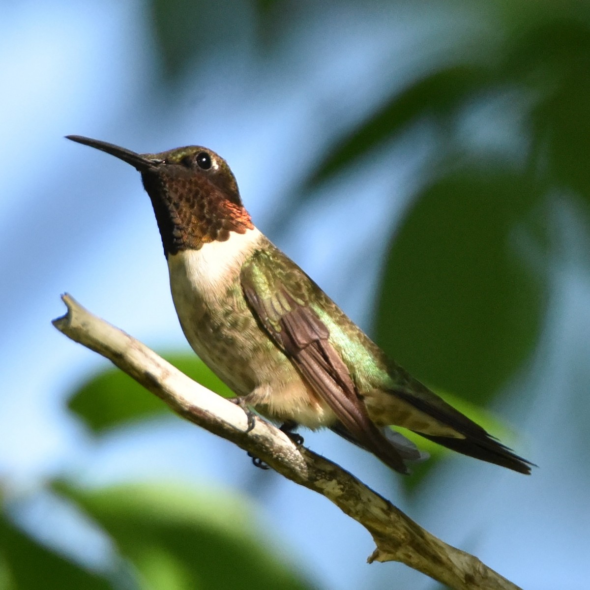 Ruby-throated Hummingbird - ML566269651